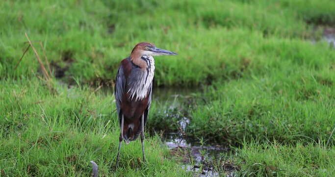 A Goliath Heron rests in the amboseli marshes