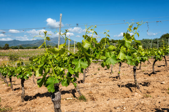 Young sprouts with bunches of grapes on the branches of the vine in spring. Agriculture.