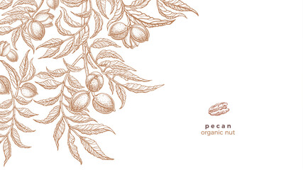 Pecan tree, texture nuts. Vector graphic template - obrazy, fototapety, plakaty
