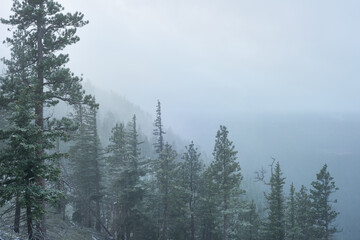Misty mountain forest in central Oregon in cold autumn day.