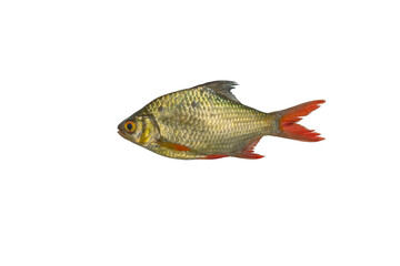 
Thai Carp (Barbus gonionotus ) (Barbonymus altus) isolated on white background with Clipping Pat
