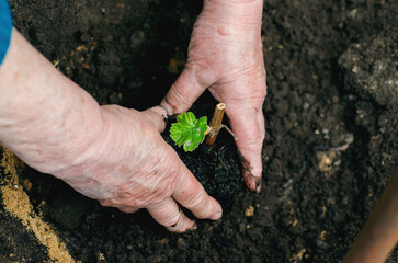 Middle-aged woman holding grape seedlings in her hands