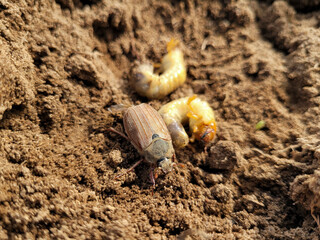 Chafer and its larva chafer grub on the ground close-up.