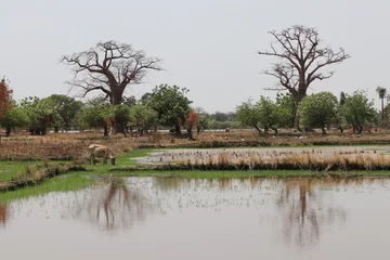 Fototapete Rund Rice fields and baobab trees in Gambia © Ivars