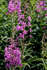 Blooming Willow herb flowers, Ivan chaj tea on blue sky. Willow herb meadow. Chamaenerion...