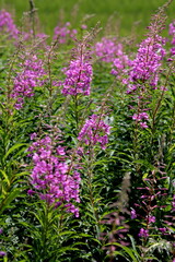 Blooming Willow herb flowers, Ivan chaj tea on blue sky. Willow herb meadow. Chamaenerion angustifolium flowers.Selective focus with shallow depth of field