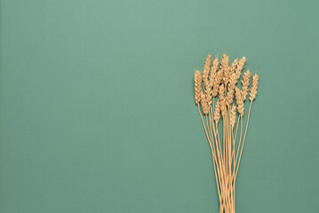 Ripe ears of wheat on a green pastel paper background. Top view, flat lay. Autumn harvest concept.