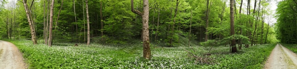 der Baärlauch blüht im Helbetal