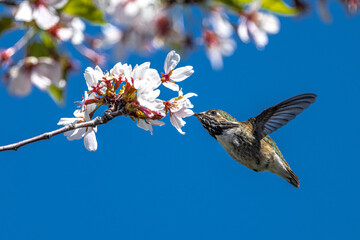 Calliope Hummingbird (Selasphorus calliope) Feeding on Cheery Flowers