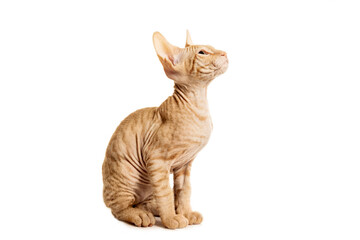 Portrait of a small red bald sphynx kitten isolated on white