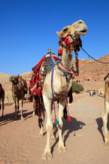 Camels in the ancient city of Petra, Jordan