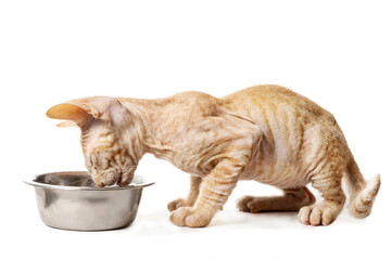 Little sphynx kitten eating dry food from a bowl isolated on white