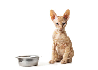 Little sphynx kitten sitting next to an empty bowl isolated on white