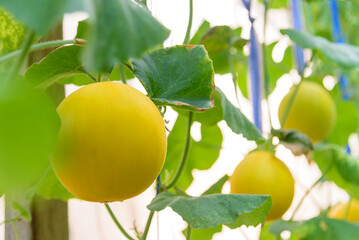 Closeup to Fresh golden melon in farm