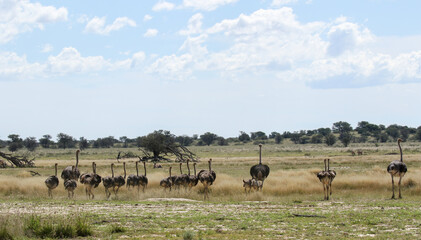 Naklejka na ściany i meble Large group of Ostrich running in the Kgalagadi, South Africa
