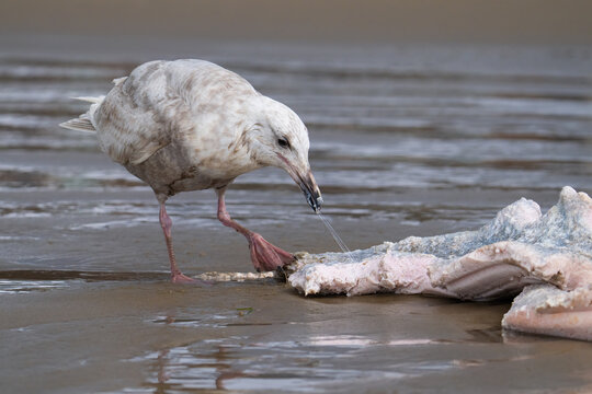 A gull (possibly a hybrid Glaucous-winged x Western aka "Olympic" gull) eats a piece of dead whale at Cannon Beach in Oregon, United States.