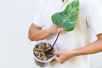 Philodendron Red Emerald / Philodendron Stawberry shake