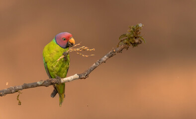 Plum-headed parakeet