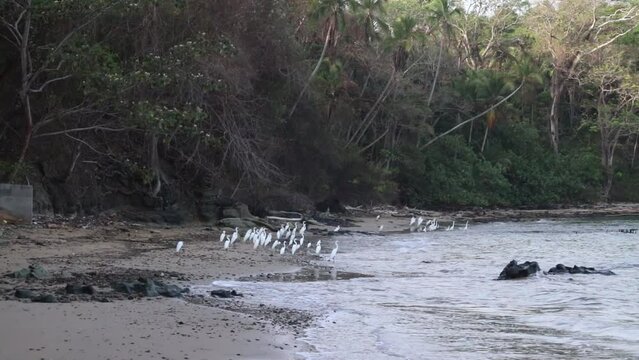 Garzas se re&uacute;nen al amanecer en la orilla de la playa de Saboga, la perla de Panam&aacute;.