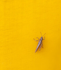 Tiny grasshopper on the yellow canvas surface. 