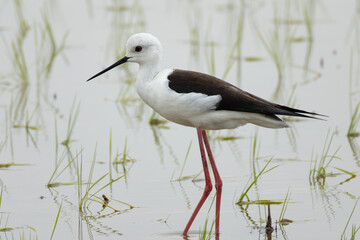 餌を食べ終えリラックスするセイタカシギ