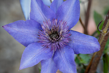 beautiful blue asian virginsbower climber in full summer bloom