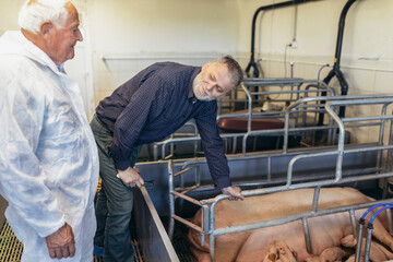 Senior veterinarian and farmer standing at the pig farm.