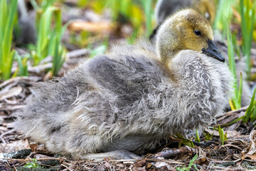 Canada Goose Gosling (Branta canadensis) Cleaning its Plumage