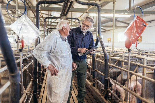 Senior Veterinarian And Farmer Standing At The Pig Farm.