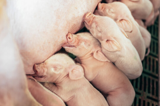Newborn piglets suck the breasts of his mother.