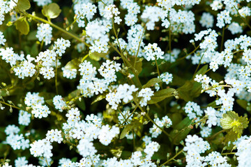 wildflower outdoors in city park