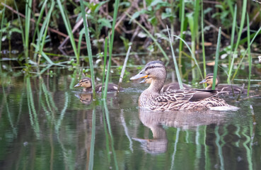 closeup of a female mother mallard duck escorting her small flock of ducklings along a chalkstream river