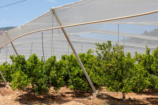 Orchard with anti-hail and bird protection nets