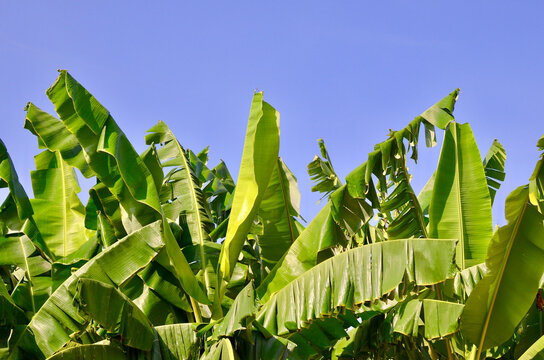 Banana Plant Leaves in the wind with a backdrop of cloudless blue sky in Cuba.