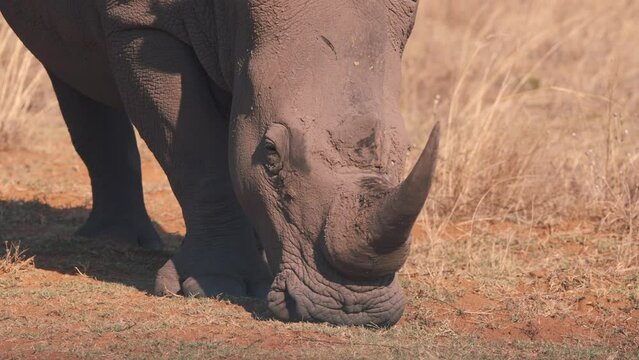 Close up of white rhinoceros grazing in dry african savannah grass.