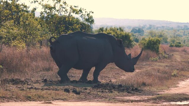 White rhinoceros defecating on dirt road in african savannah.