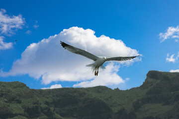 Seagull in flight,Spain,Europe