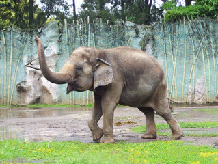 Fototapeta na wymiar Elefante en el Zoologico.