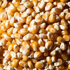 full bleed Macro popcorn kernels