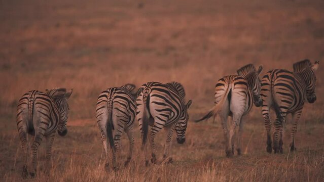 Plains zebra herd walking in african savannah at dusk, backside shot.