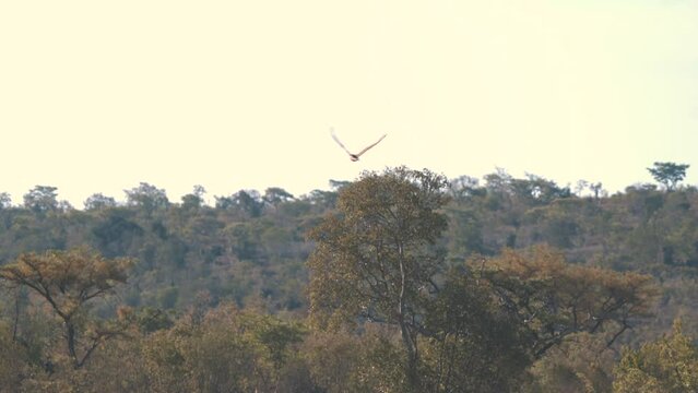 African Goshawk flying above canopy of savannah trees.