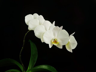 White orchid flowers in a black background. View from the side, home tropical flower. Phalaenopsis close up. 