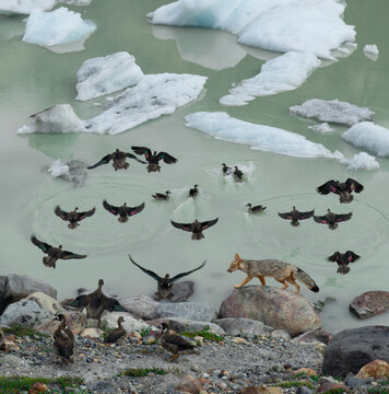 A fox stirs up some ducks, which flee to the safety of the lake.