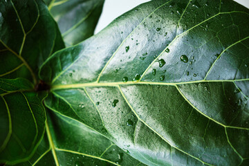 Close-up Lyre-shaped ficus leafs with water drops after watering. Air purifying house plants in home concept. Green abstract texture, natural background.