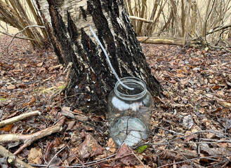 Collecting birch sap from a tree into a glass bottle.
