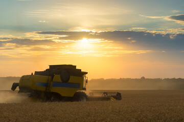 Combine harvester harvests ripe wheat. Ripe ears of gold field on the sunset cloudy orange sky...