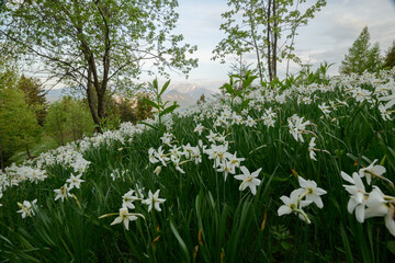 Daffodil flowers on the meadows in spring in the hills of Julian Alps.
