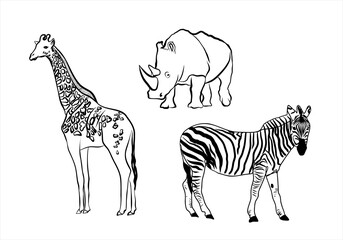 zebra, giraffe and rinoceronte
