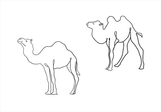 camel linear illustration