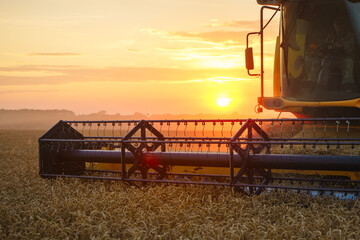 Fototapeta premium Combine harvester harvests ripe wheat. Ripe ears of gold field on the sunset cloudy orange sky background. . Concept of a rich harvest. Agriculture image